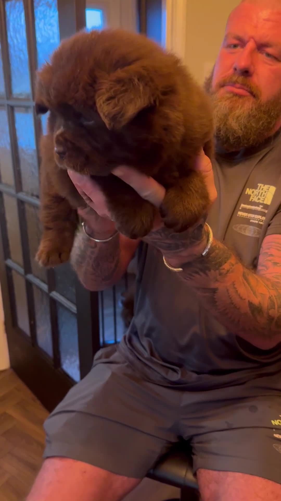 Chow Chow dogs for sale: (READY NOW) Chocolate chow chow female - Video 2