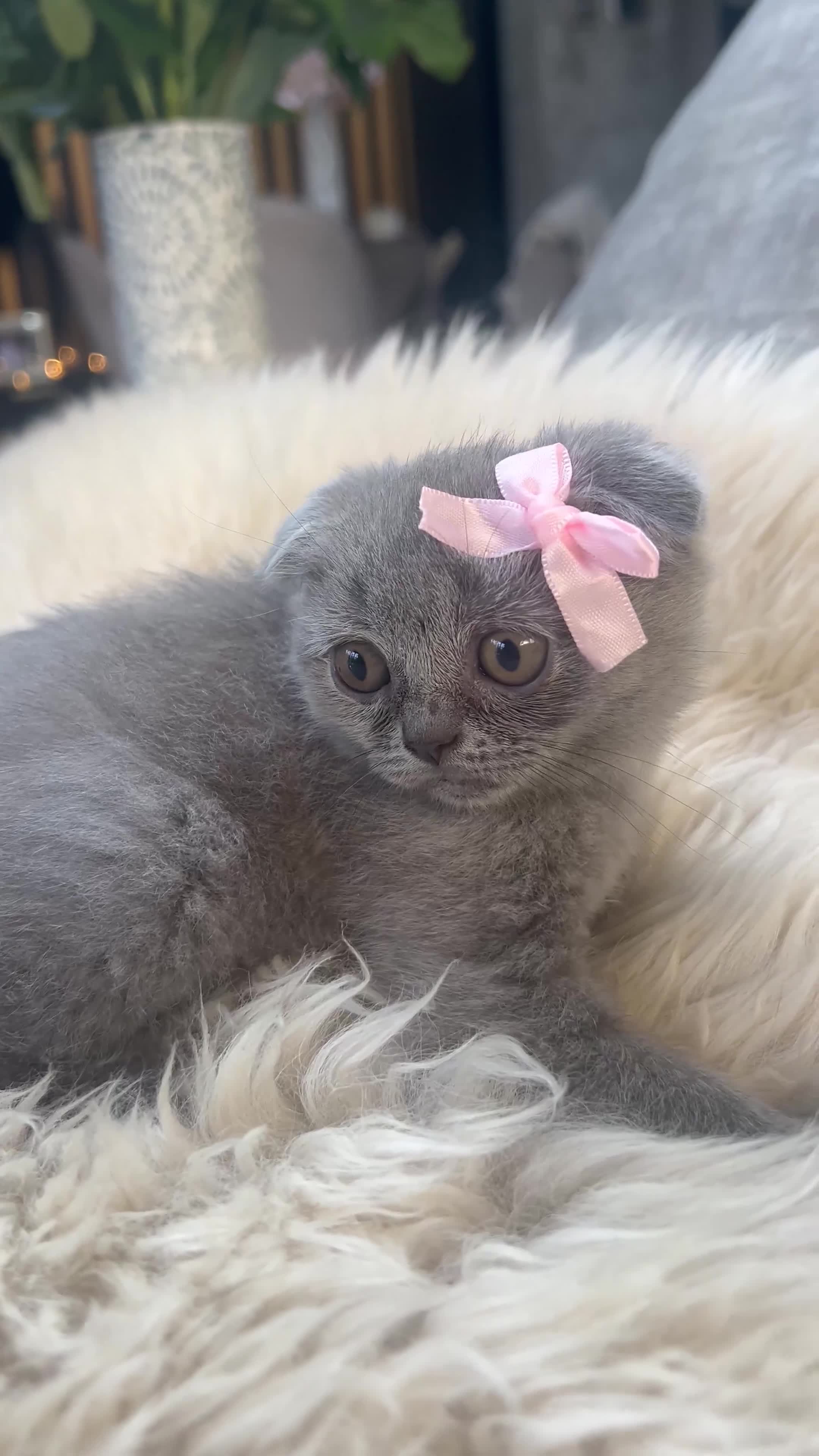 British Shorthair cats for sale: British shorthair fold - Video 1