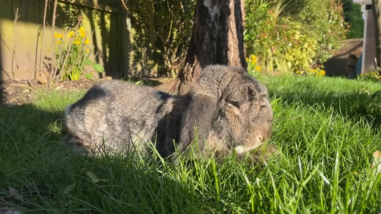 French Lop rabbits for sale: French Lop Pair - Video 1