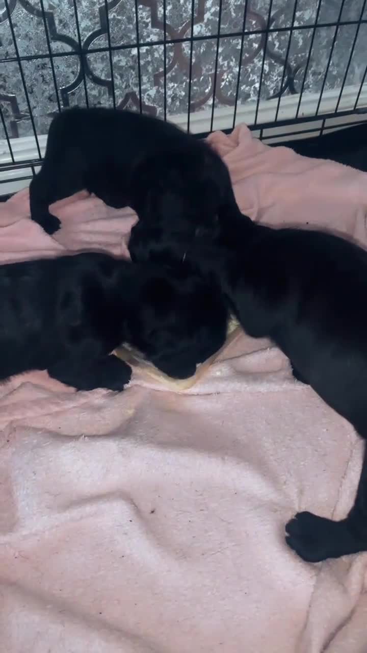Mixed Breed dogs for sale: Cocker bulls - Video 3