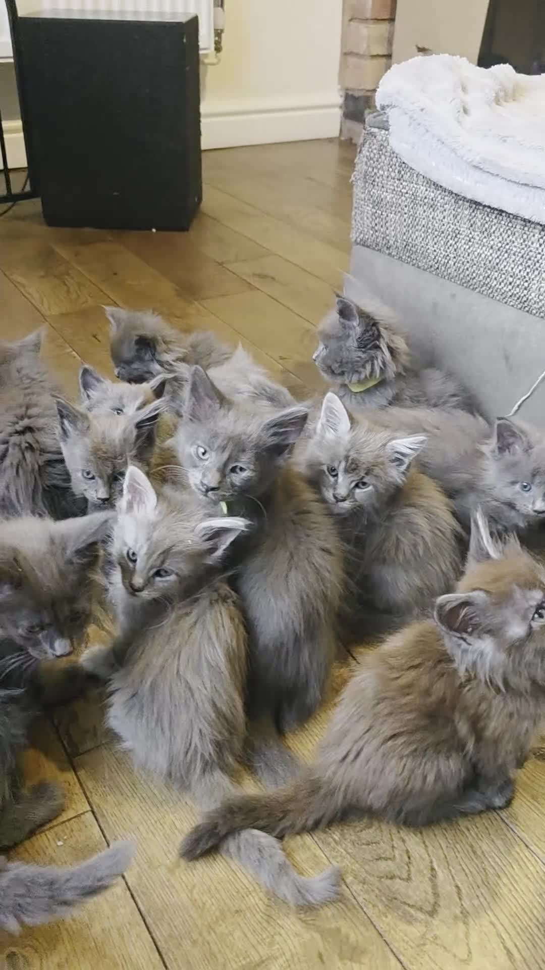 Maine Coon cats for sale: Maine coon pedigree kittens  - Video 1