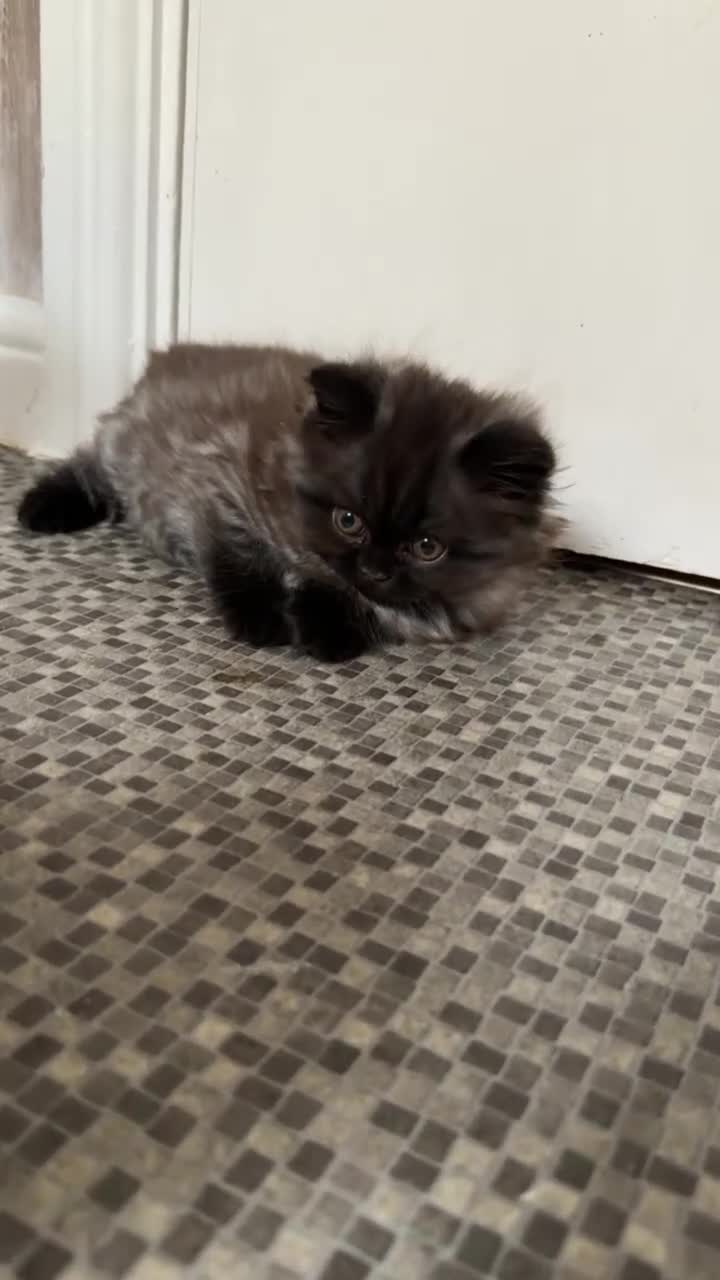 British Longhair cats for sale: Male British longhair kitten ,vaccinated,microchip - Video 1