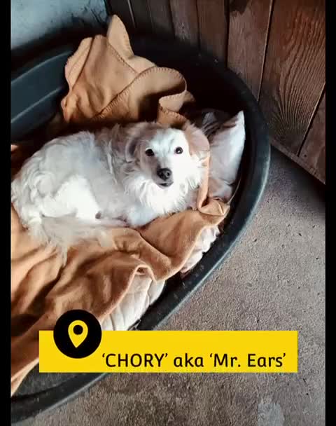 Mixed Breed dogs for adoption: Chory. Approx 6 years. **Urgent adoption**  - Video 1