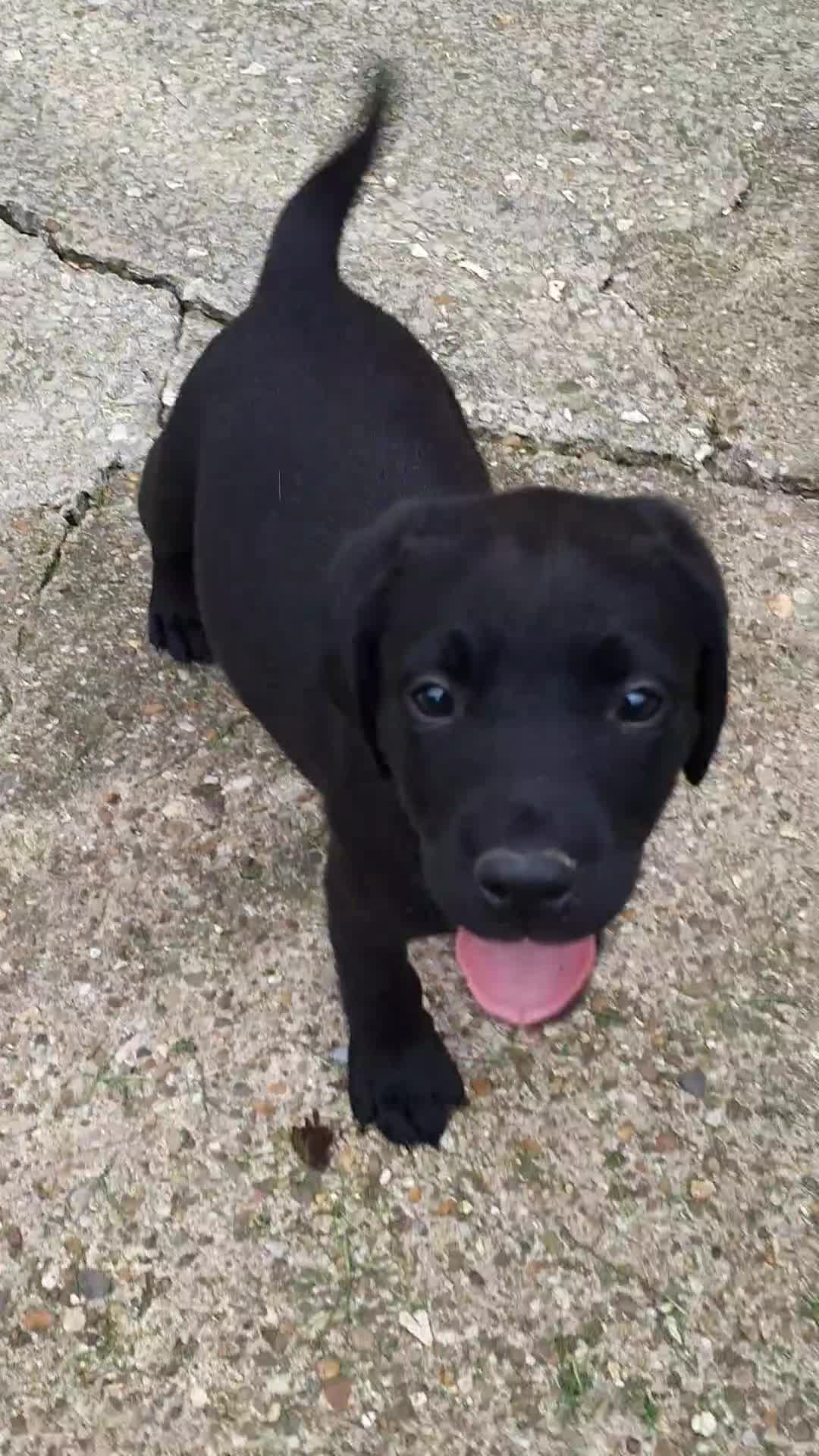 Labrador Retriever dogs for sale: Labrador puppies - Video 1