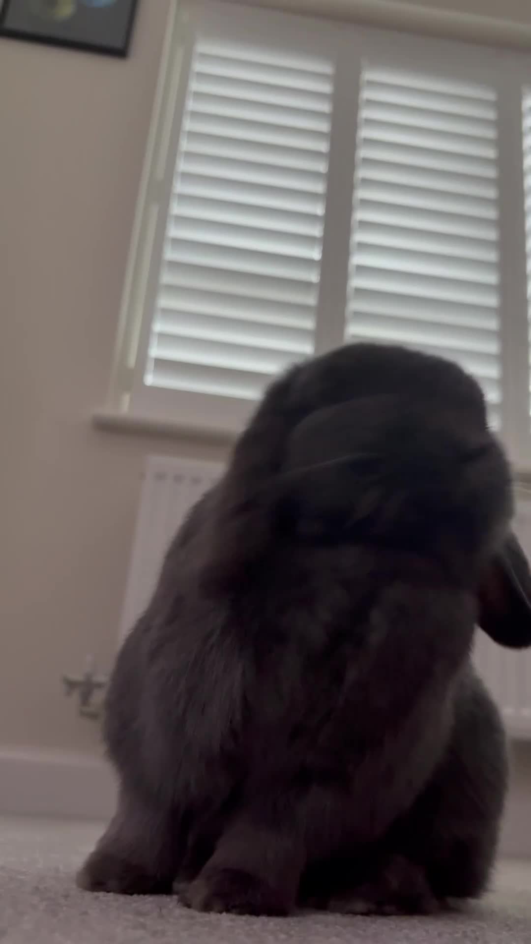 Dwarf Lop rabbits for sale: Mini Dwarf Lop  in Middlesbrough - Video 2