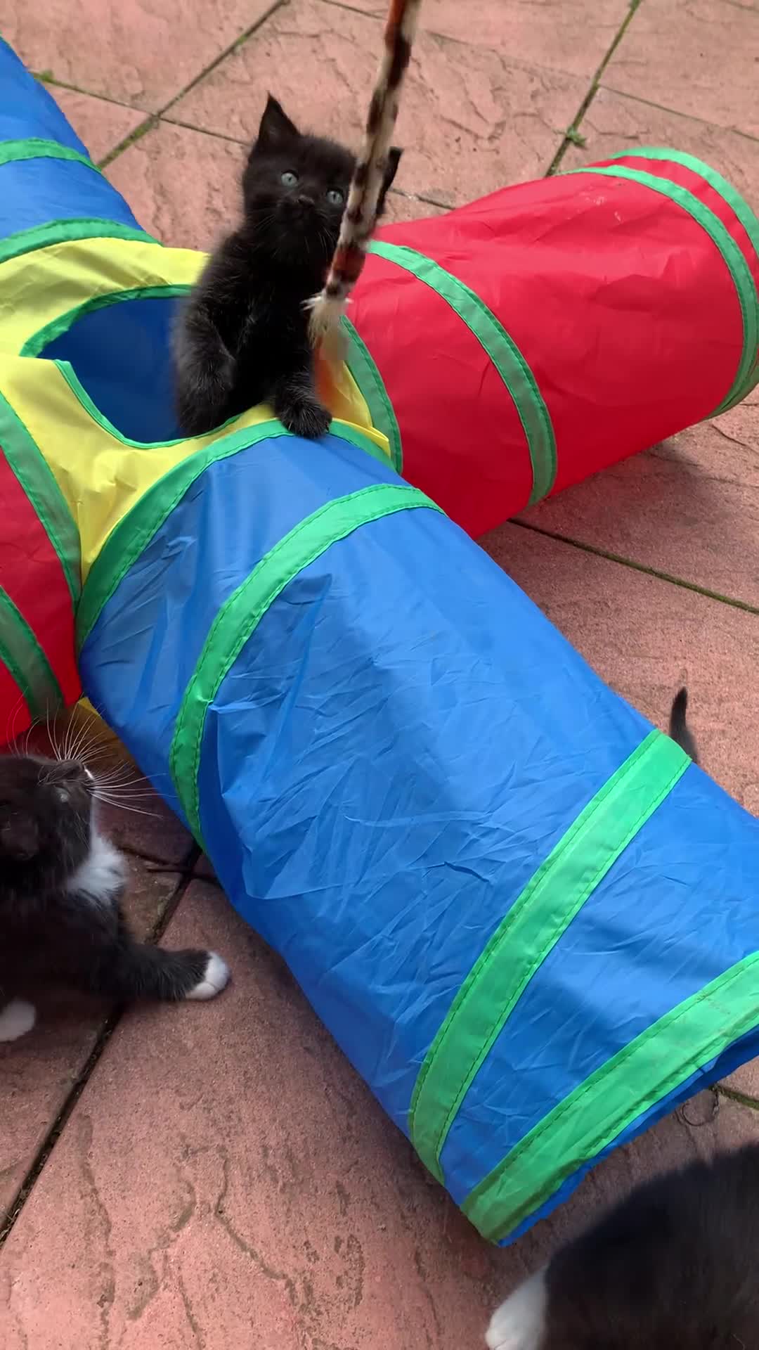 Ragdoll cats for sale: Ragdoll cross Siberian beautiful 6 kittens - Video 1