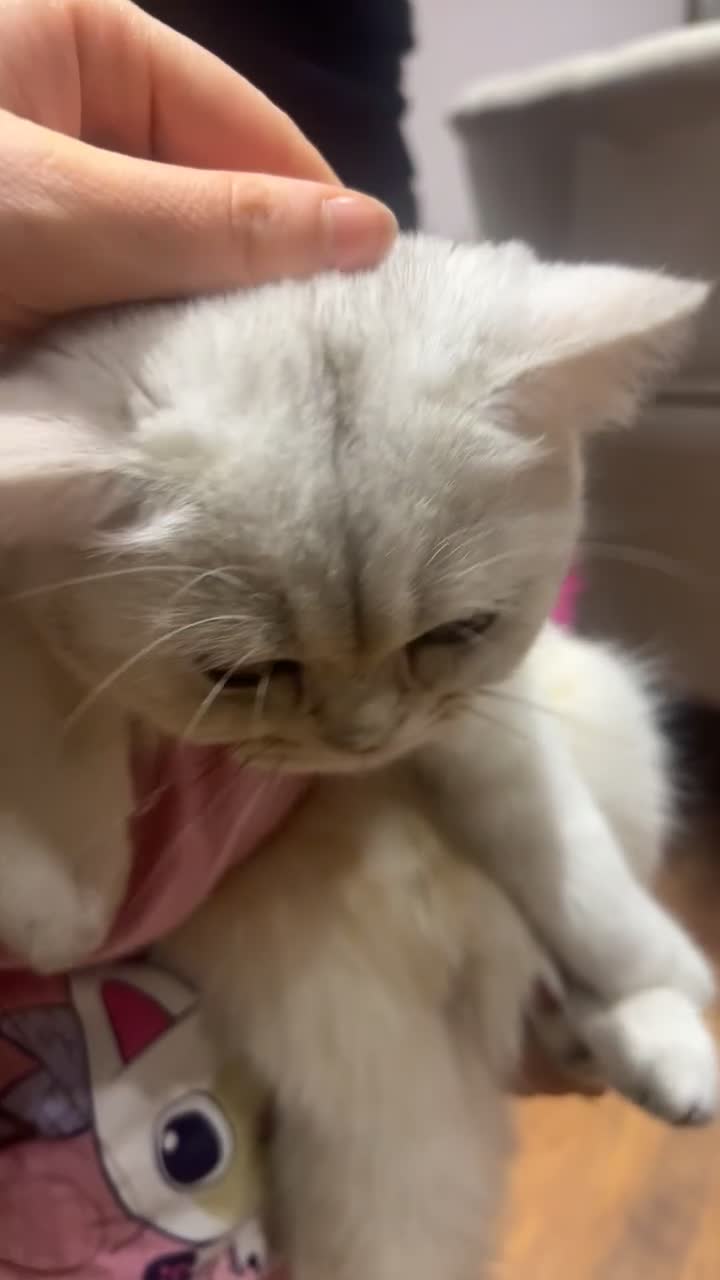 British Shorthair cats for sale: British short hair - Video 1