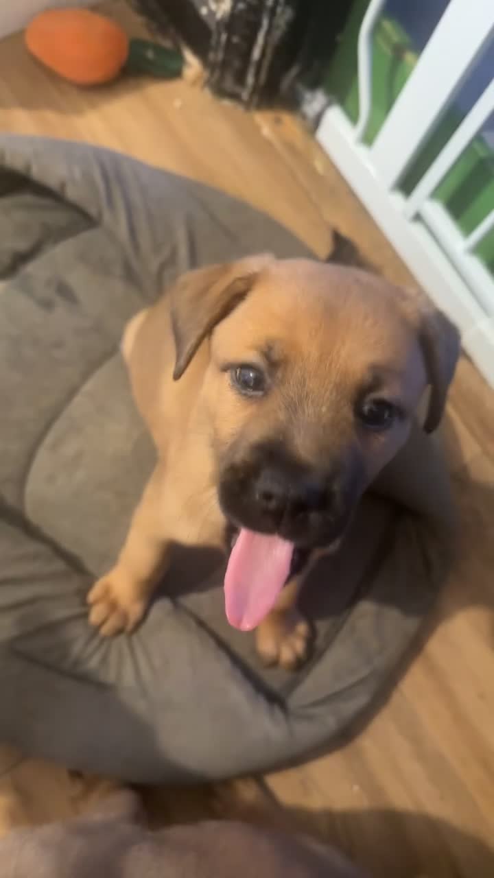 Mixed Breed dogs for sale: Doge de Bordeaux cross - Video 1