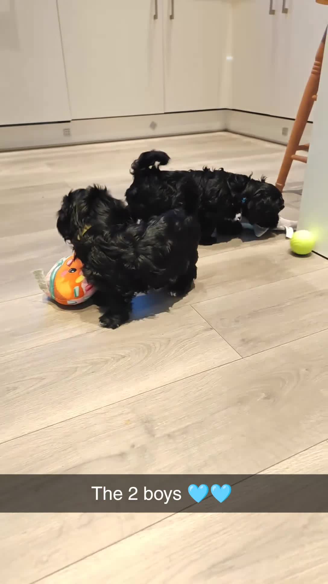 Havanese dogs for sale: Beautiful litter of pedigree havanese for sale - Video 5