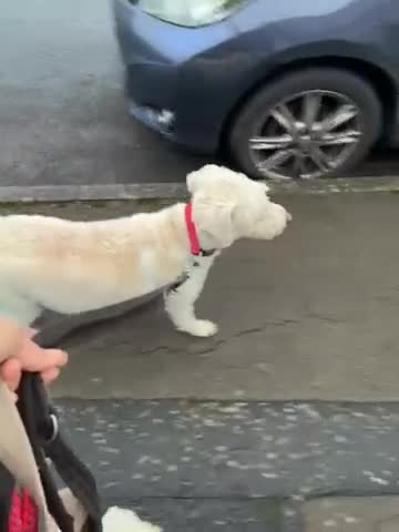 Mixed Breed dogs for sale: Lovely Lottie - Video 1