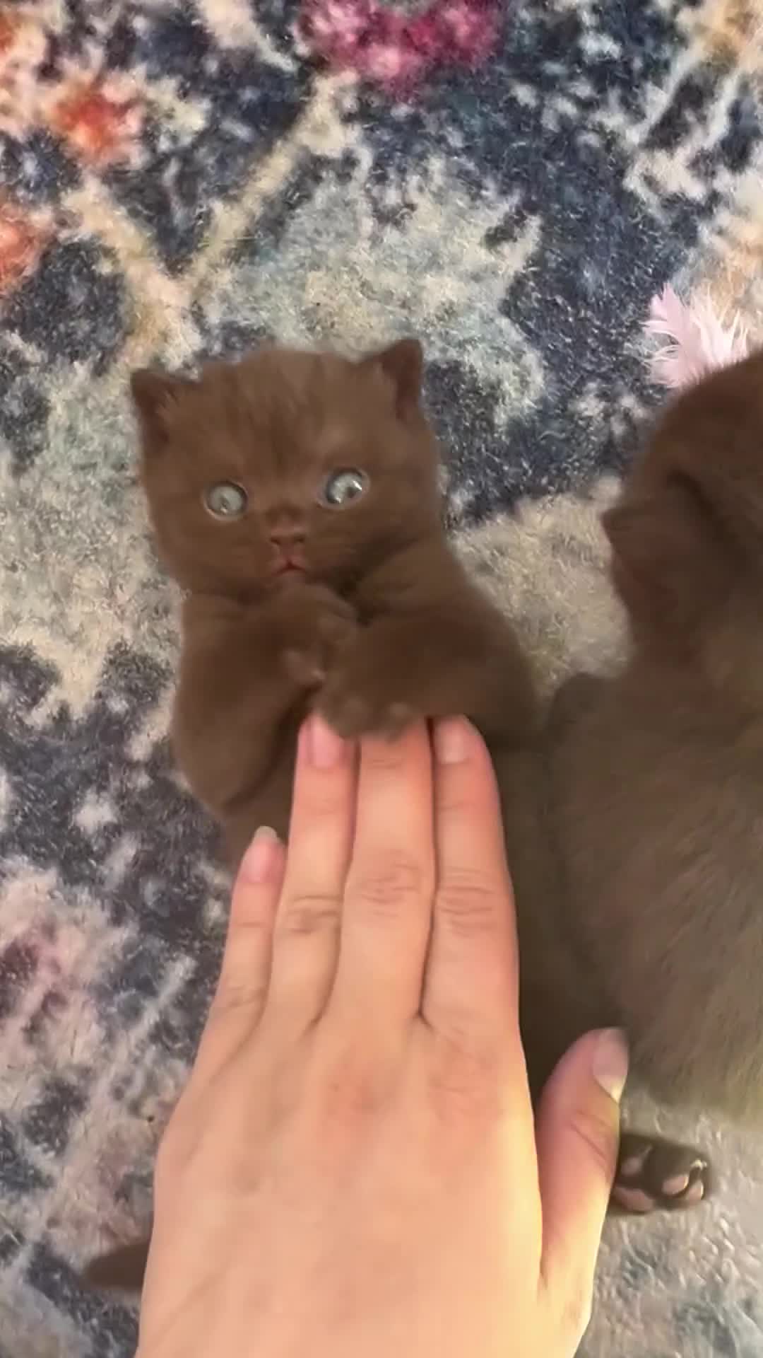 British Shorthair cats for sale: Chocolate Kitten - Video 1