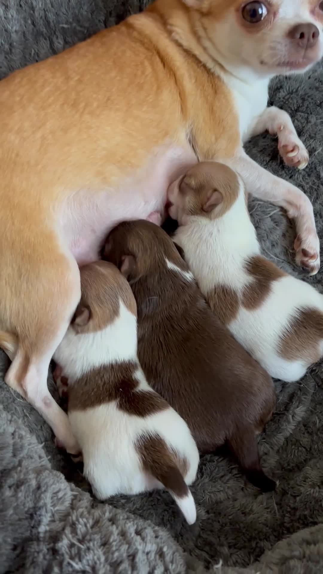 Chihuahua dogs for sale: Beautiful tiny puppies, Chihuahua - Video 1