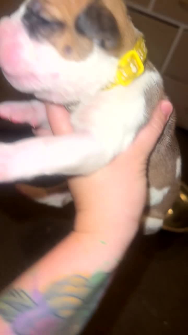 Mixed Breed dogs for sale: Mixed breed in Sheffield - Video 1