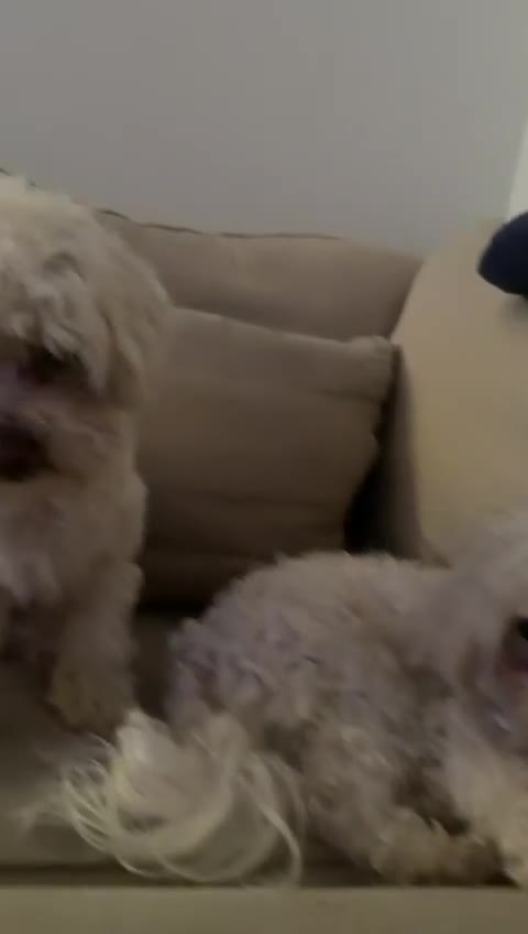 Bichon Frise dogs for sale: Two Mini Bichon Frise Ready for their New Home - Video 1