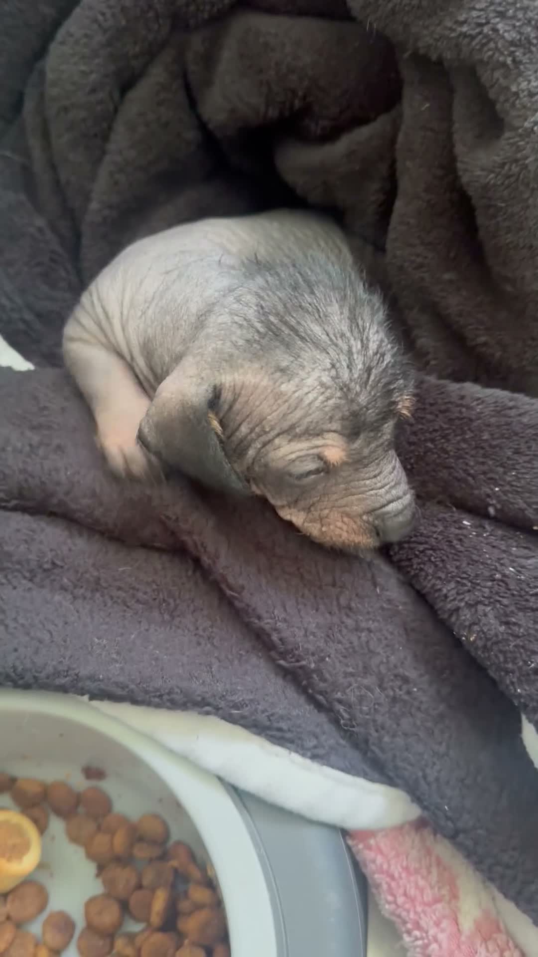 Mixed Breed dogs for sale:  Chinese crested  cross dachshund puppies  - Video 4