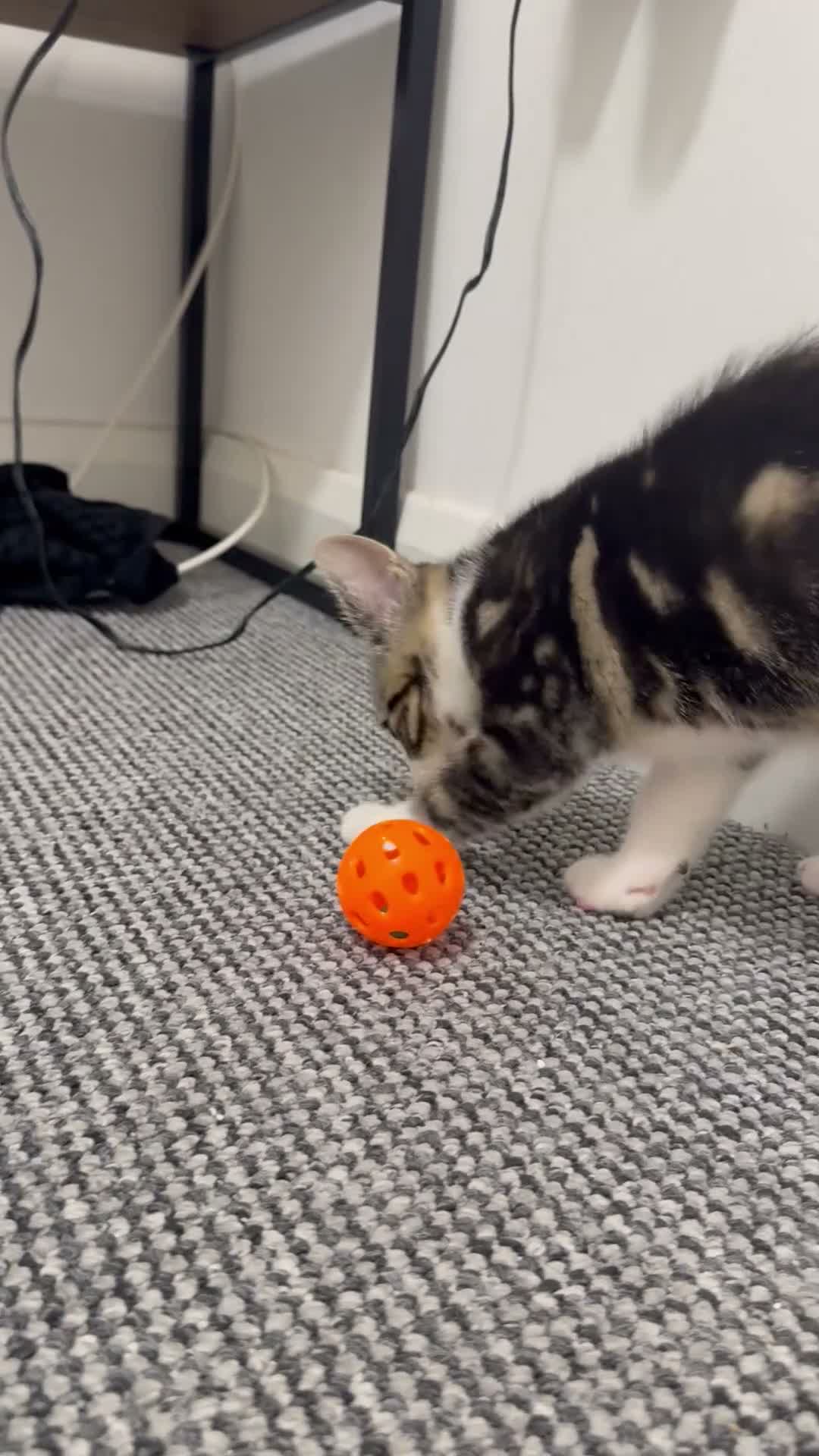 Aegean cats for sale: Aegan Male Kitten in Leeds - Video 1