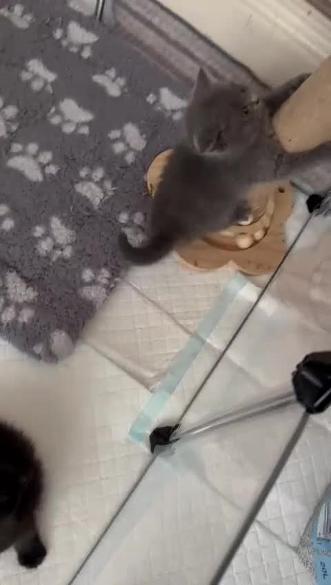 British Shorthair cats for sale: Champion bloodline British short gccf registerd  - Video 2