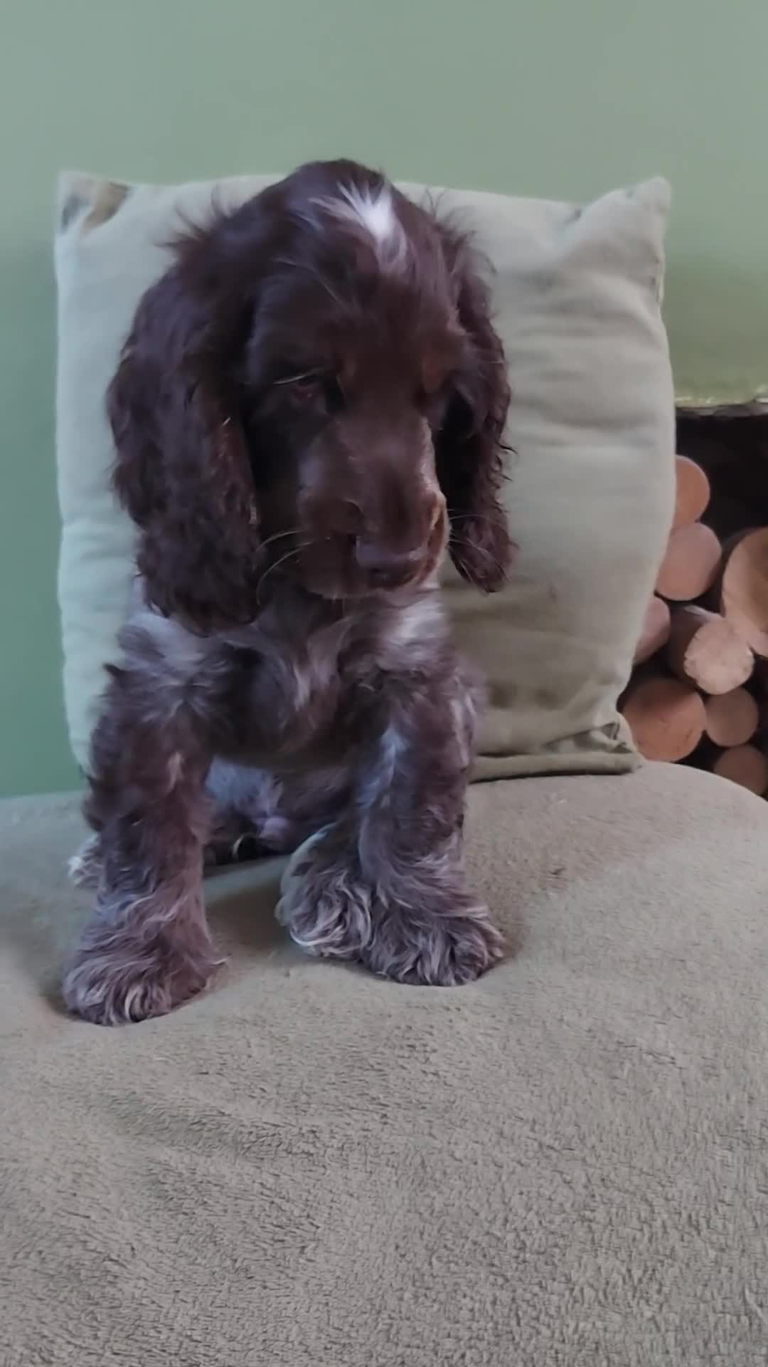Cocker Spaniel dogs for sale: 1 beautiful kc reg show cocker puppy for sale - Video 3