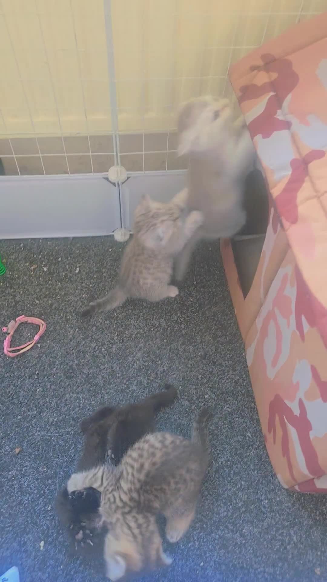British Shorthair cats for sale: British shorthair kittens - Video 5