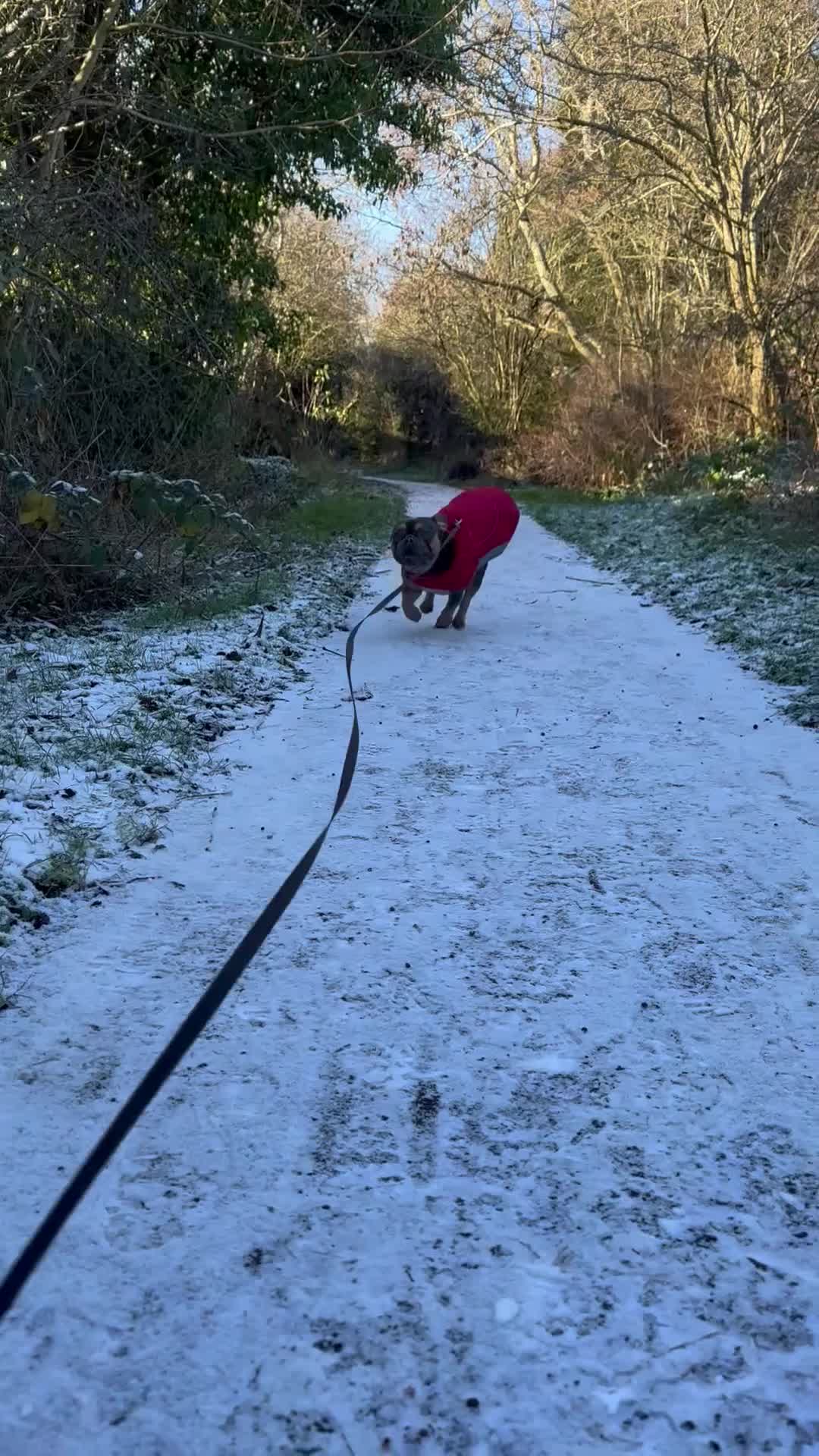 French Bulldog dogs for stud: French Bulldog Stud in Coventry - Video 1