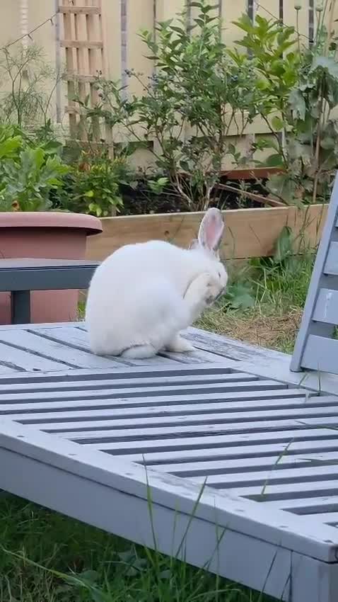 Mixed Breed rabbits for sale:  🐰Looking Forever loving Home for My prince kav💙 - Video 1