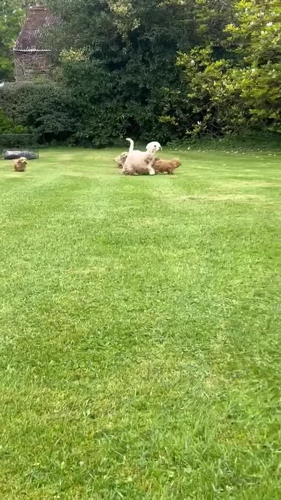 Poochon dogs for sale: Gorgeous F1 Poochon puppies  - Video 2