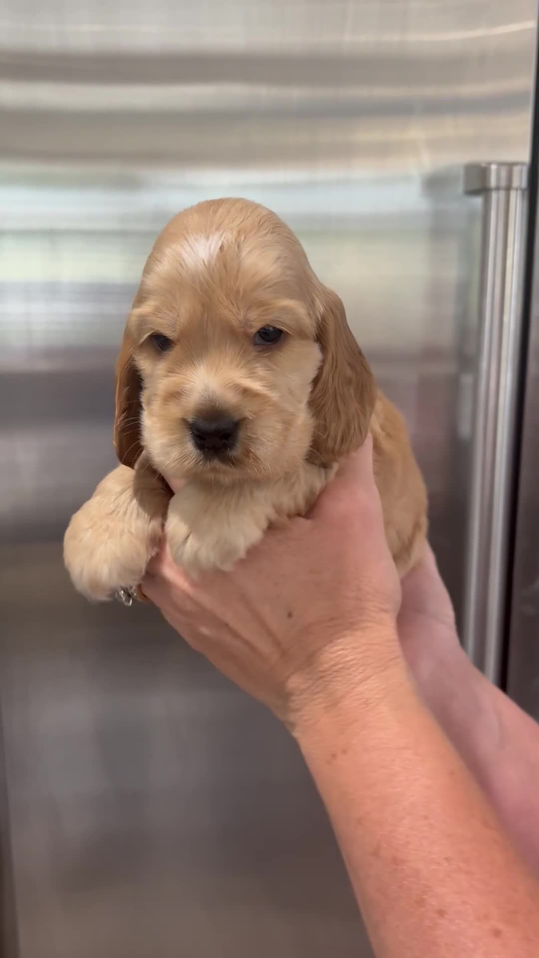 Cocker Spaniel dogs for sale: Beautiful show cocker spaniel pups  - Video 1