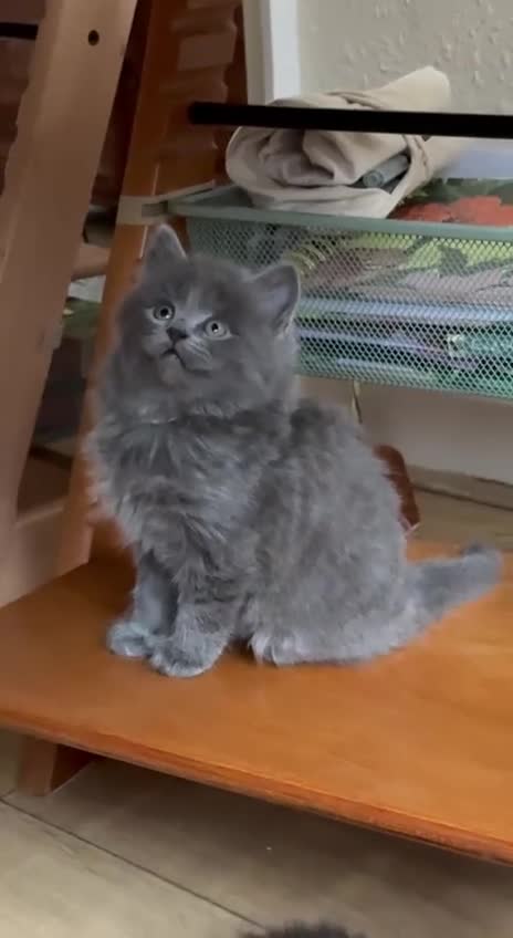 Mixed Breed cats for sale: Tabby - Video 2