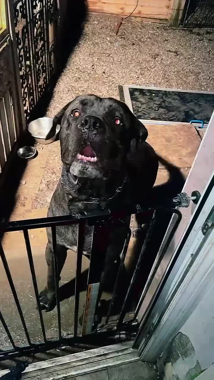 Cane Corso dogs for sale: Look stunning merle,black,blue corso - Video 1