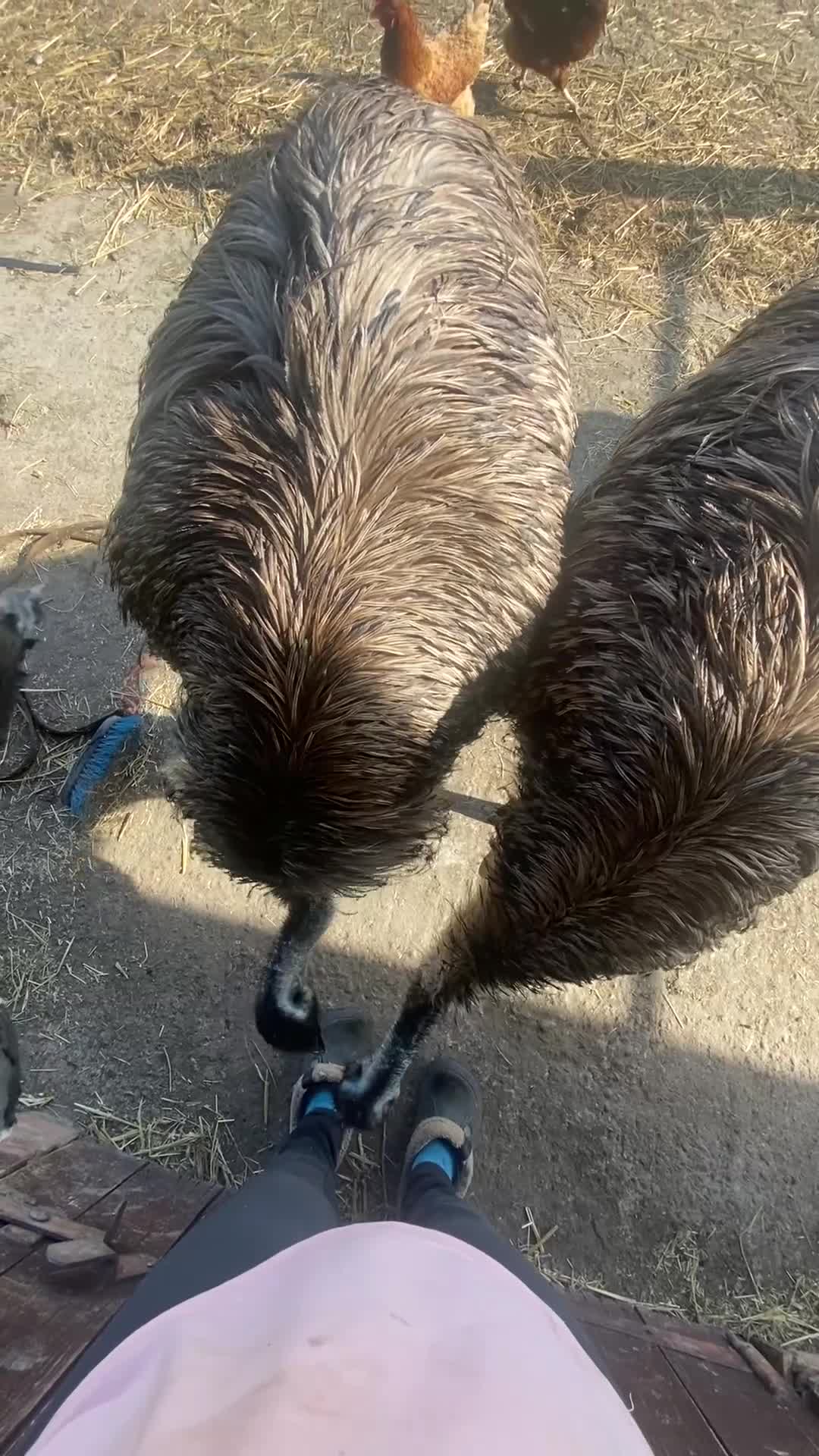Emus poultry for sale: 3 year old female emu - Video 1
