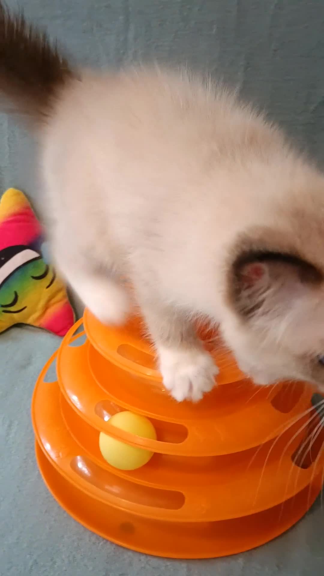 Ragdoll cats for sale: Kittens of Champion Status dad - Video 4