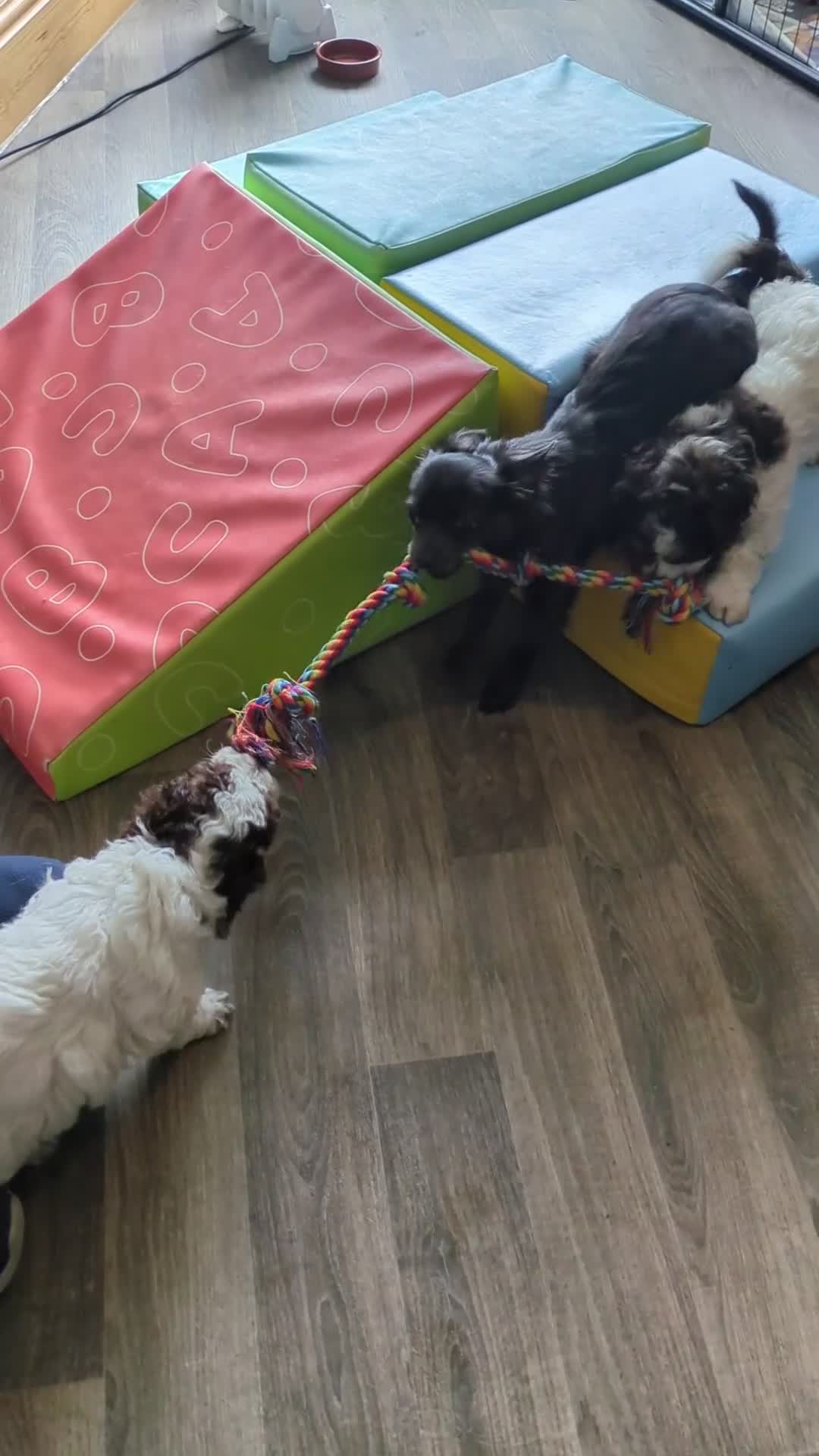 Cockapoo dogs for sale: 5 ⭐ DNA tested F1 cockapoos - Video 1