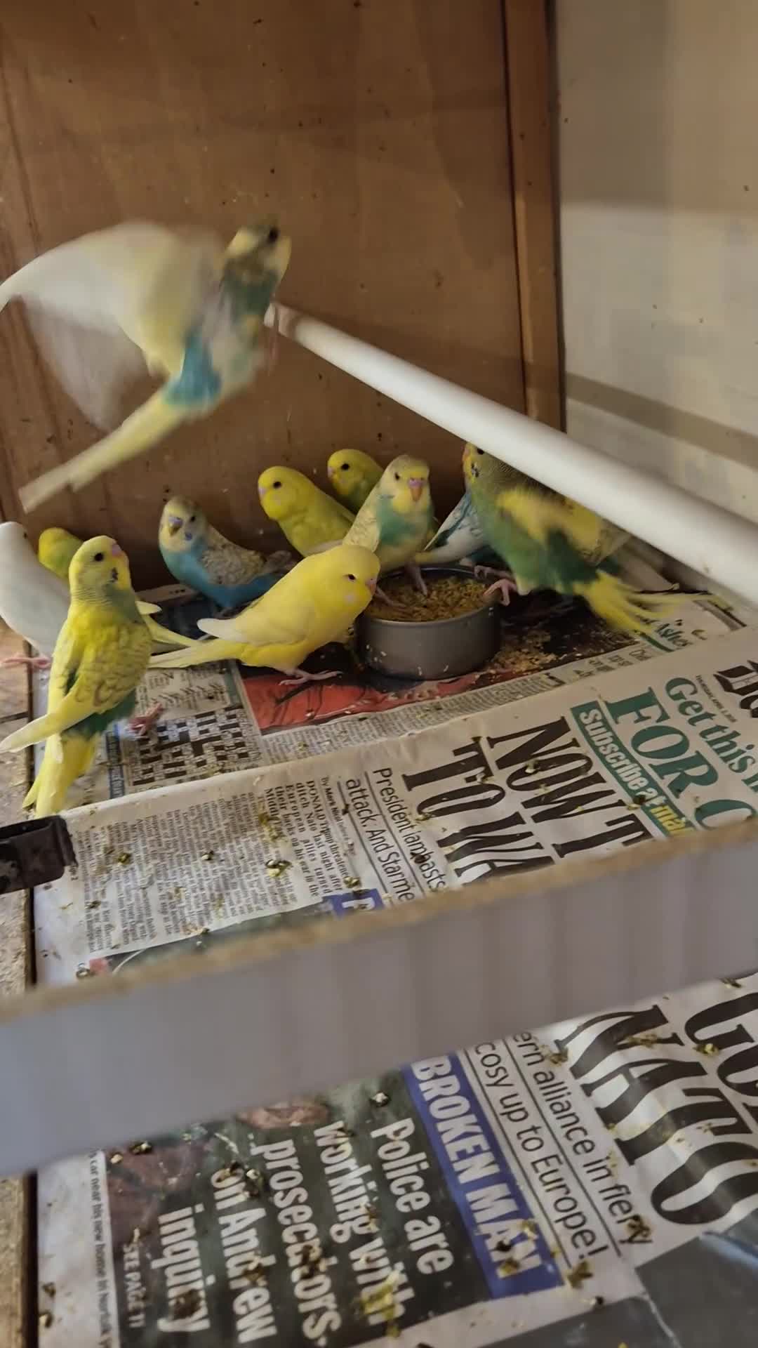 Budgerigars birds for sale: Beautiful baby budgies  in Oakham - Video 1