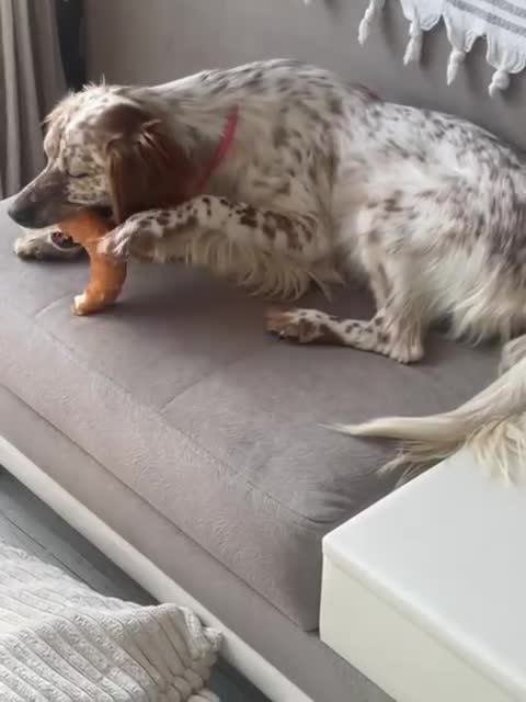 English Setter dogs for adoption: Ruby and Ellie - 2.5 years old | Female Setters - Video 1