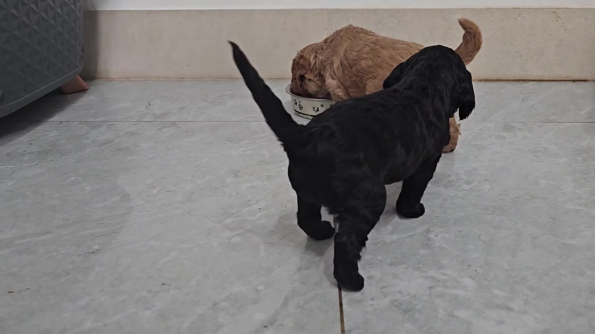 Cockapoo dogs for sale: Cockapoos Puppy for sale  - Video 3