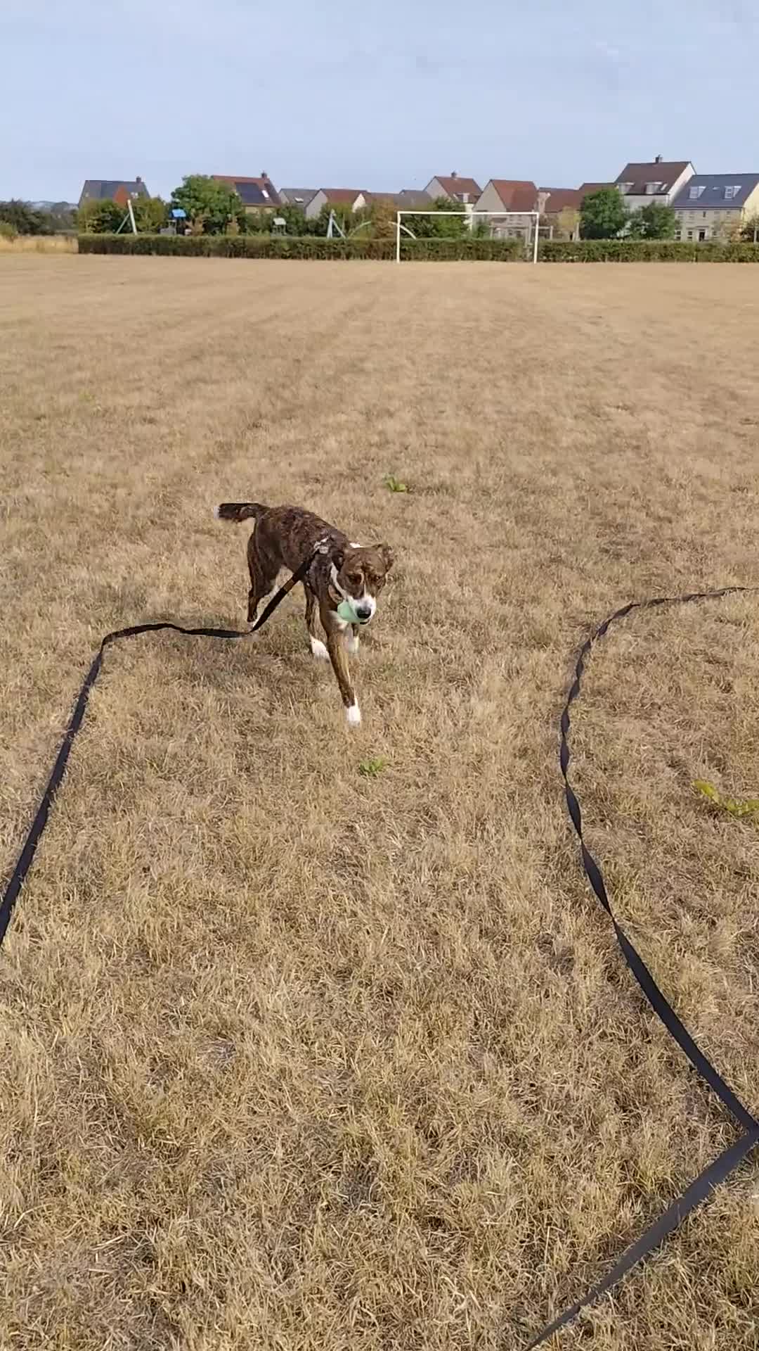 Mixed Breed dogs for sale: Border Collie x greyhound x Labrador x spaniel mix - Video 1