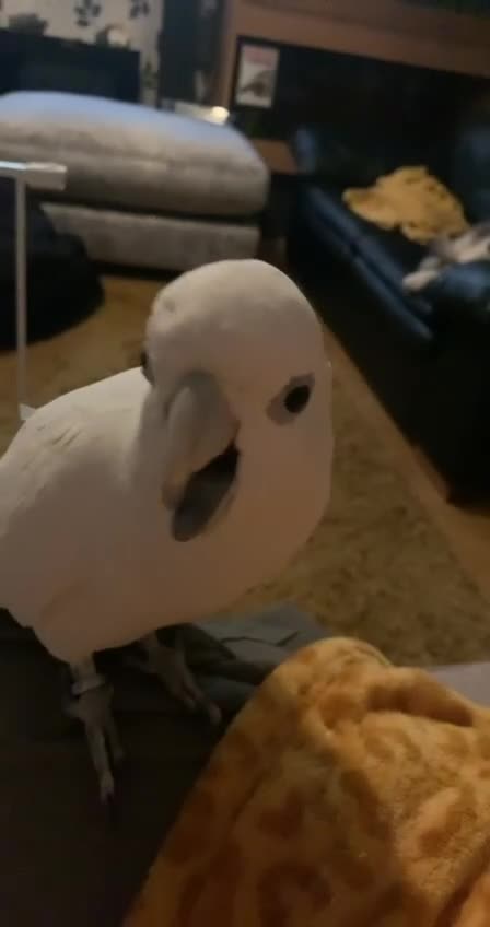 Cockatoo birds for sale: Cockatoo - Video 1