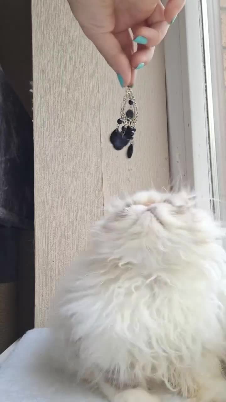 Persian cats for sale: Lovely Persian kitten  - Video 3