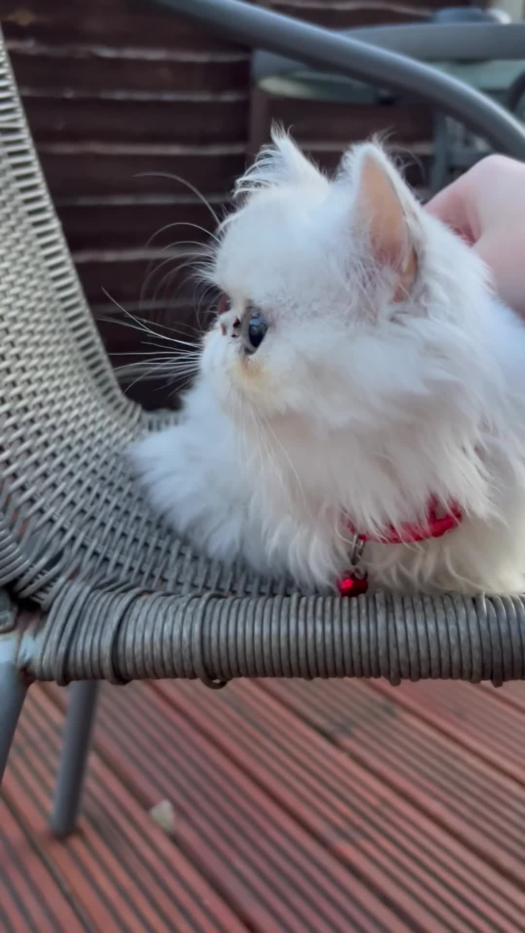 Persian cats for sale: Persian cats  - Video 1