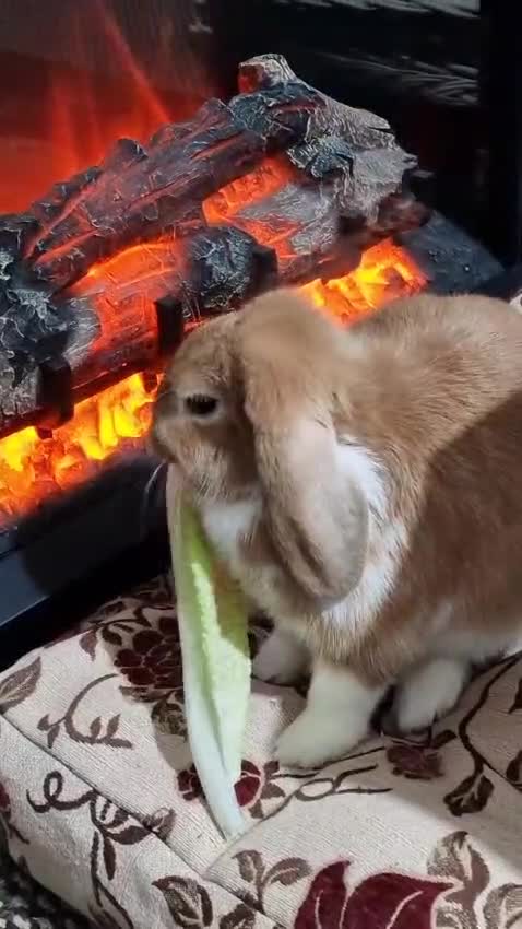 Mini Lop rabbits for sale: 🐰 Adorable Adult Rabbit Looking for a New Home 🏡 - Video 1