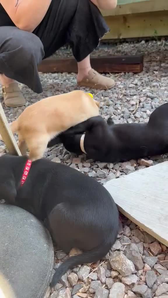 Cockerdor dogs for sale: Beautiful Cockerdor puppies  in Wincanton - Video 2