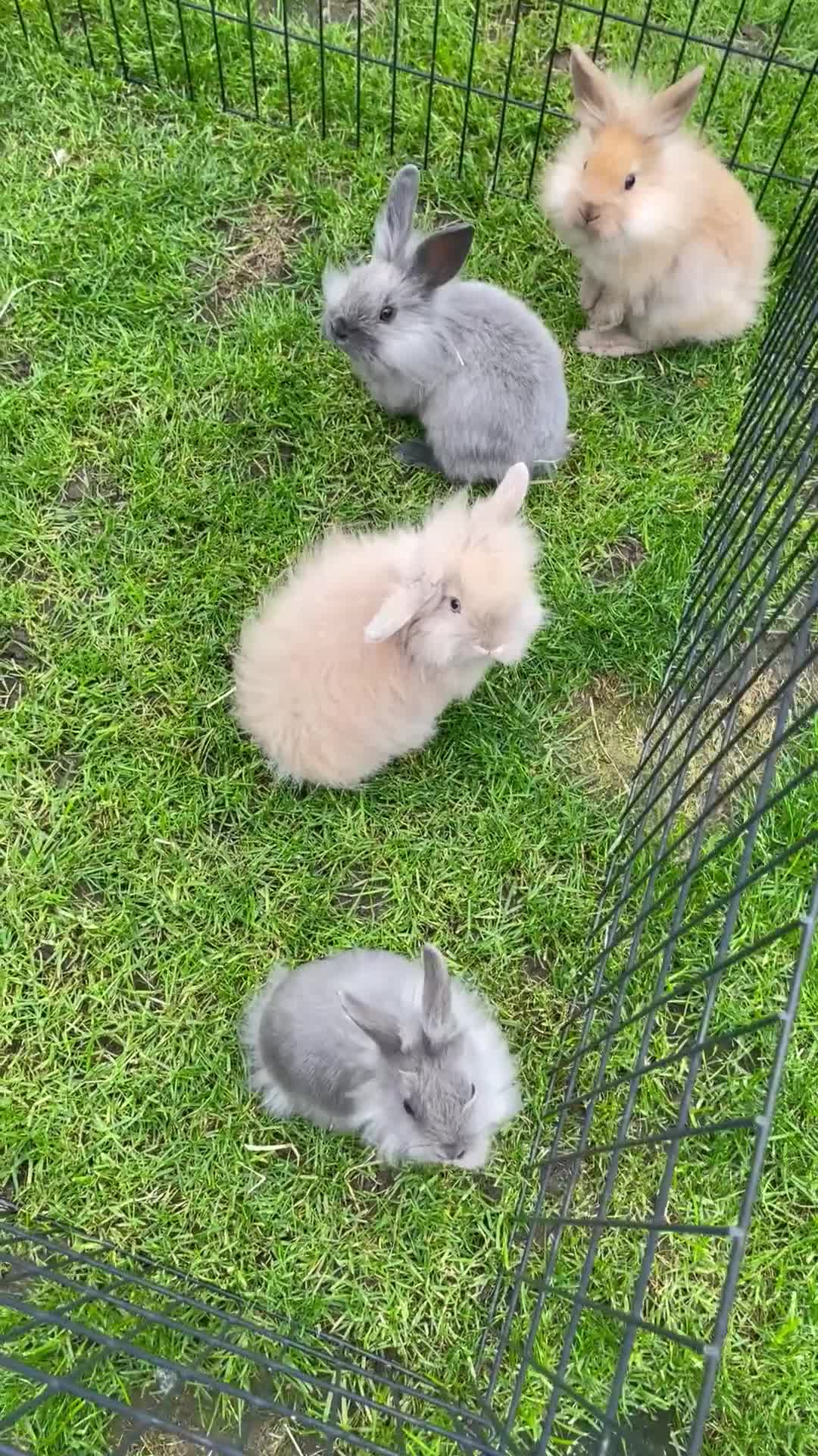 Lionhead rabbits for sale: Lionhead bunnies - Video 1