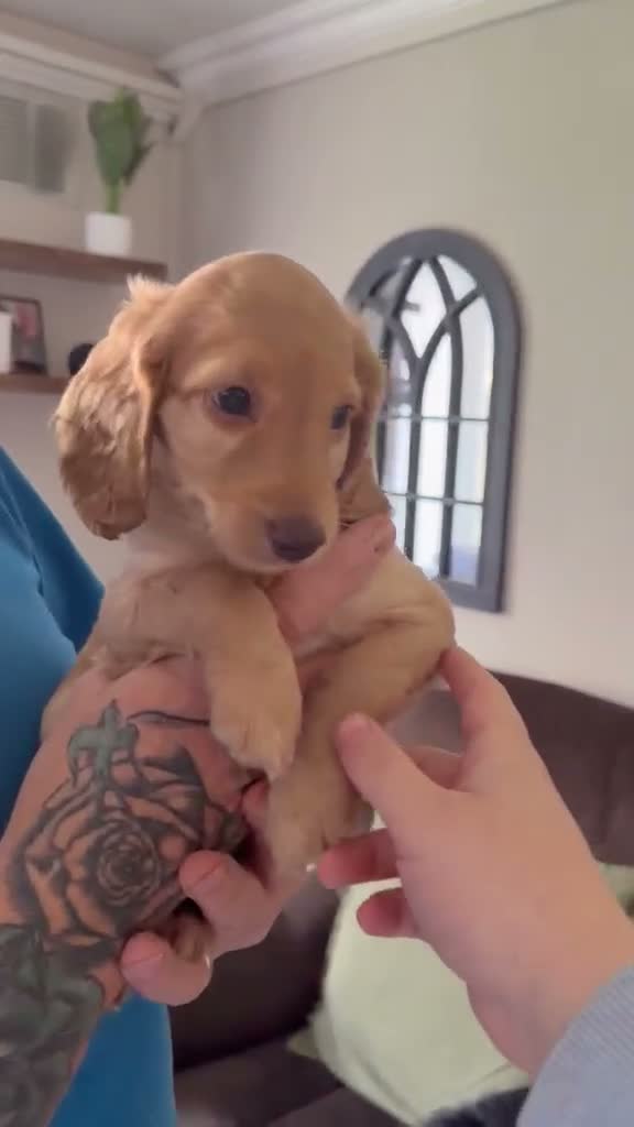 Cockapoo dogs for sale: READY TO LEAVE - 1 Male Cockapoo  - Video 1