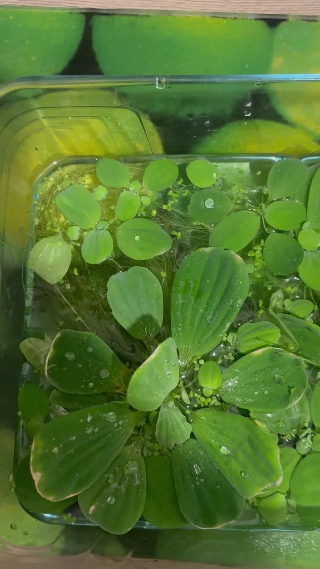 Live Bearers fish for sale: Guppies and aquarium plants for sale  - Video 1