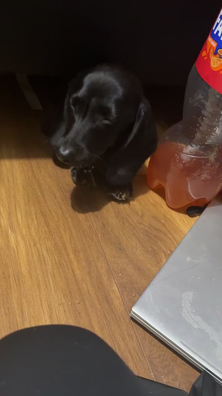 Dachshund dogs for sale: 7 month old  - Video 2