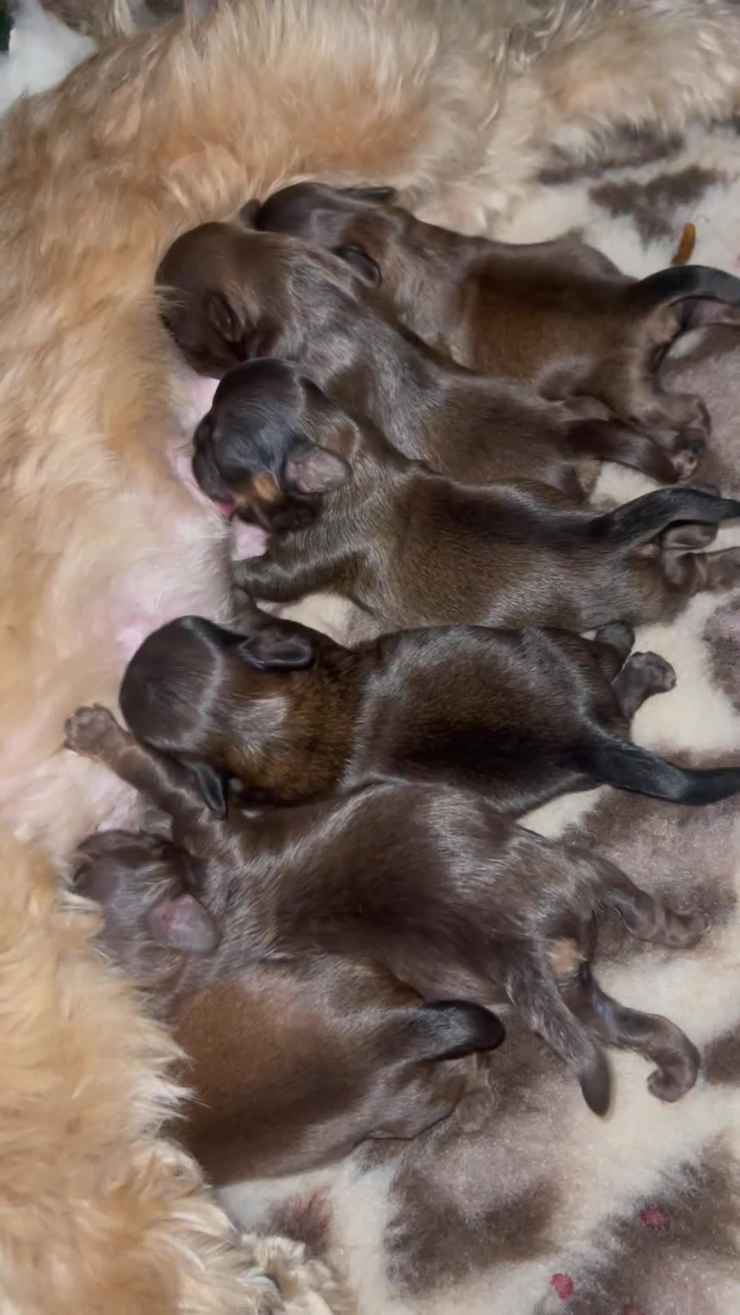 Shih Tzu dogs for sale: Shih Tzu Puppies - Video 1
