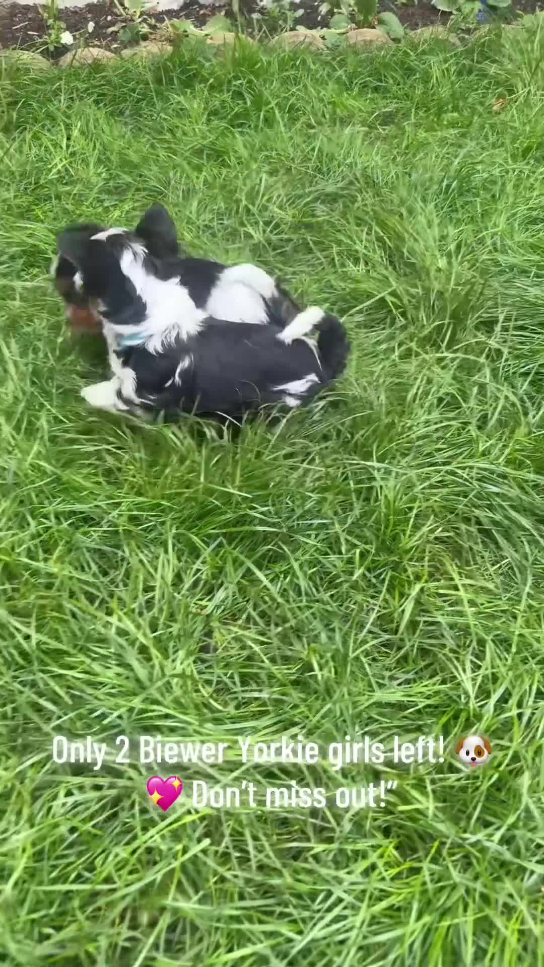 Biewer Terrier dogs for sale:  🐾🐶Beautiful Biewer Terrier Puppies🐾🐶 - Video 5