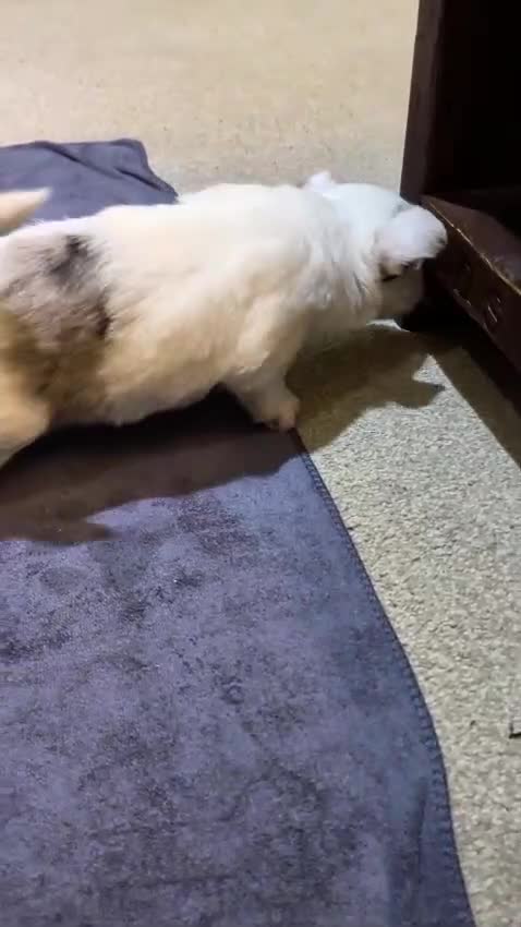 Biewer Terrier dogs for adoption: ❤️🐶 Sweet Pups Looking forResponsible Homes 🐶❤️ - Video 2