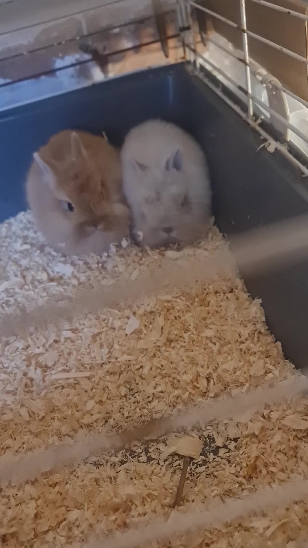 Angora rabbits for sale: Baby angora bunnies *** 1 male left *** - Video 1