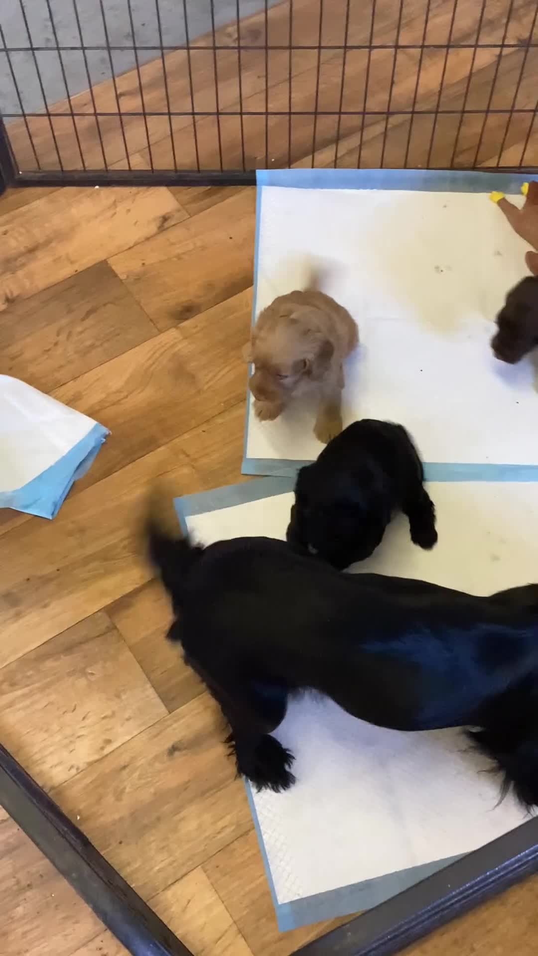 Cockapoo dogs for sale: F1 cockapoos  - Video 1